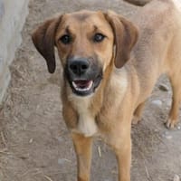 liebe HANNI sucht ihre Menschen, Hündin zur Adoption