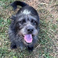 Pino - ein ruhiger und freundlicher Rüde, Hund zur Adoption