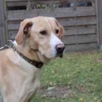 Yoko, freundlich und lernwillig, Hund zur Adoption