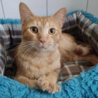 Super lieber, verschmuster Azafran, Kater zur Adoption