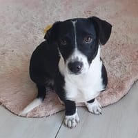 Junger Zorro, Hund zur Adoption