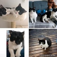 Zuckersüße Senior-Schwestern suchen dich !!, Katze zur Adoption