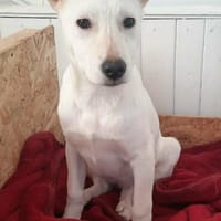 Welpe Sara, Hündin zur Adoption