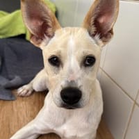 Scout, Hund zur Adoption