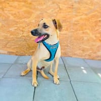 Tommy ein verschmuster kleiner Kerl, Hund zur Adoption