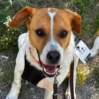 Sony  wartet in 80993 München auf dich, Hund zur Adoption