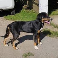 Latoya, liebe Hündin sucht neue Familie, Hündin zur Adoption