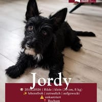 Kleiner Jordy aus Bochum sucht neues Zuhause, Hund zur Adoption