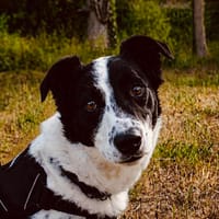 Ice möchte seine Menschen finden, Hund zur Adoption