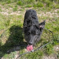 Sportlicher Cortesse sucht Familie, Hund zur Adoption