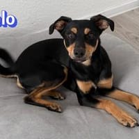 Pablo - neugierig, freundlich, aktiv, Hund zur Adoption
