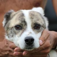 Maxim - kinderlieber Jungrüde, Hund zur Adoption