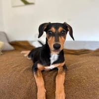 Heidi sucht ein liebevolles Zuhause, Hündin zur Adoption