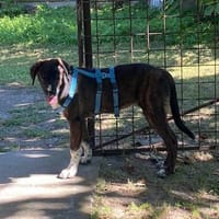Latifah, mutige Hündin sucht neue Familie, Hündin zur Adoption