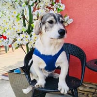 Sehr freundlicher Rüde sucht Familie, Hund zur Adoption