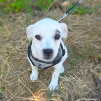 Barbie ein kleines liebes Mädchen, Hündin zur Adoption