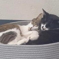 Lukas & Neron suchen zus. mit Garten/Freigang, Kater zur Adoption