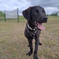 Nino sucht ein liebevolles Zuhause, Hund zur Adoption