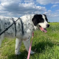 sanfter Riese ARNO sucht seine Familie, Hund zur Adoption
