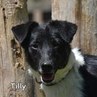 TILLY, Hündin zur Adoption