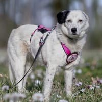 liebe, freundliche Seniorin CARLA, Hündin zur Adoption
