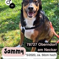 Sensibler SAMMY sucht neues Glück, Hund zur Adoption