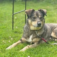 Herzenshund Koda sucht sein Für-Immer-Zuhause, Hund zur Adoption