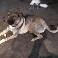 Jungrüde  Joe  freundlich, sozial, wartet in 29481 Karwitz, Hund zur Adoption