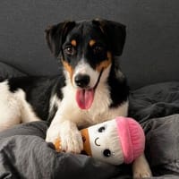 Schiggy sucht ein liebevolles Zuhause, Hund zur Adoption