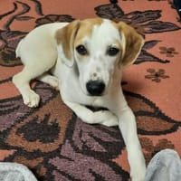 Welpe Nono, Familie mit Herz gesucht, Hund zur Adoption