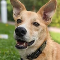 verschmuster Aurell sucht seine Menschen, Hund zur Adoption