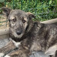 Rachel💕Kuschelmaus wartet in 48145 Münster, Hündin zur Adoption