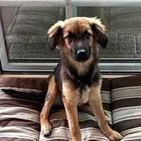 Breezy💕ab 18.07. auf PS in 49424 Goldenstedt, Hündin zur Adoption
