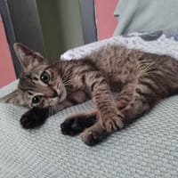 Vagia, tapfere Gefährtin, ca. 1 Jahr, Katze zur Adoption