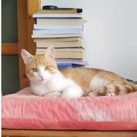 Ziggy Fröhlicher Kater sucht seine Familie zum Kuscheln, Kater zur Adoption