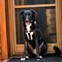 Emilia, Hündin zur Adoption