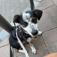 Trudi, sanfte Herzenshündin, ca. 7 Jahre, Hündin zur Adoption