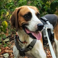 Dimmi, Hund zur Adoption