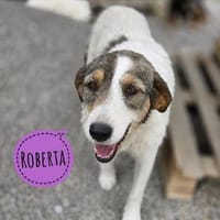 Roberta eine Seele vom Hund, Hündin zur Adoption