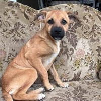Sugar-Sue💕wartet in 49424 Goldenstedt, Hündin zur Adoption