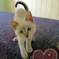 BUZHUG, chatte à adopter