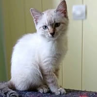 BILI, chatte à adopter