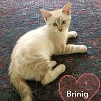 BRINIG, chatte à adopter