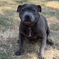 Oasis CAA15660, chienne à adopter
