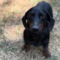 Pick Pocket CAA15662, chien à adopter