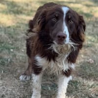 Adenos CAA15658, chien à adopter