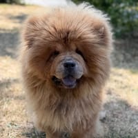Shanel CAA15674, chienne à adopter