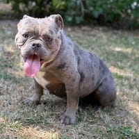 Vanille CAA15684, chienne à adopter
