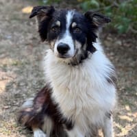 Astra CAA15668, chienne à adopter
