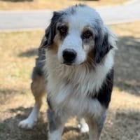Princesse CAA15669, chienne à adopter